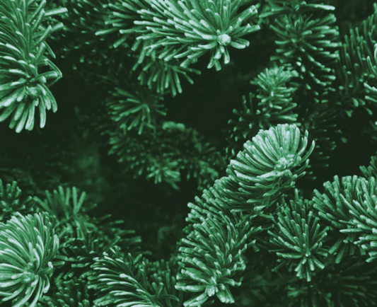 Fraser Fir